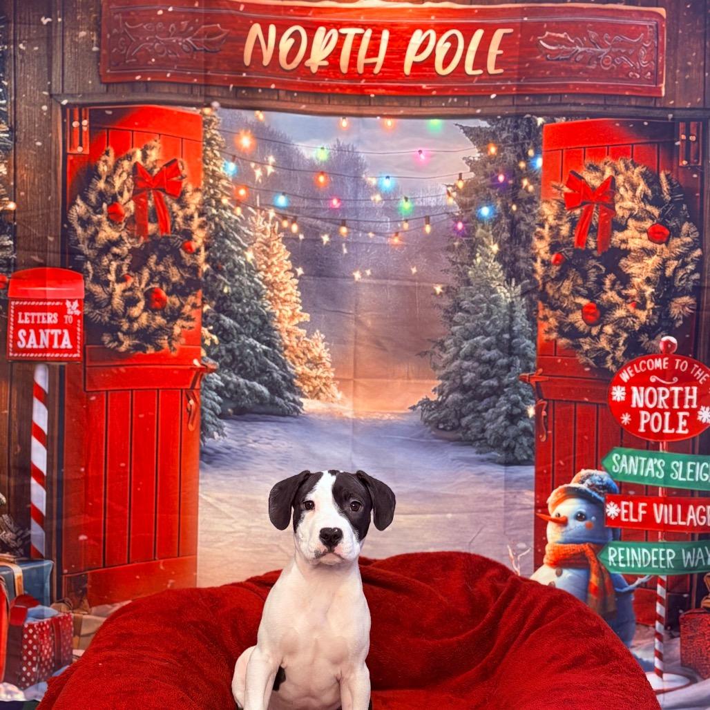 Snoopy, adoptable, Puppy Male Mixed Breed.