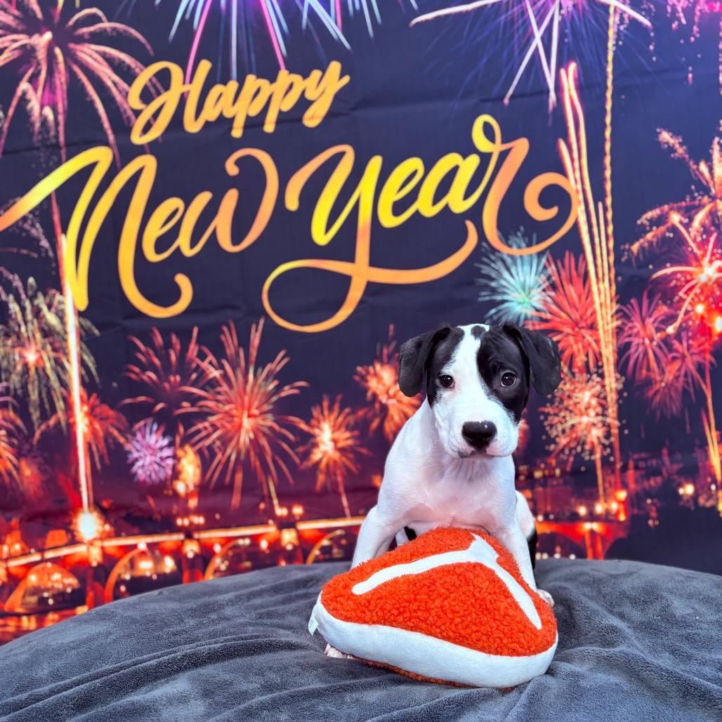 Enlarge Snoopy, an adopted Mixed Breed in Fenton, MI image 3/4