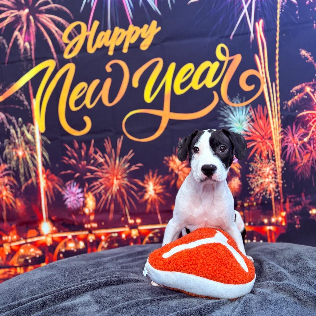 Enlarge Snoopy, an adopted Mixed Breed in Fenton, MI image 1/4