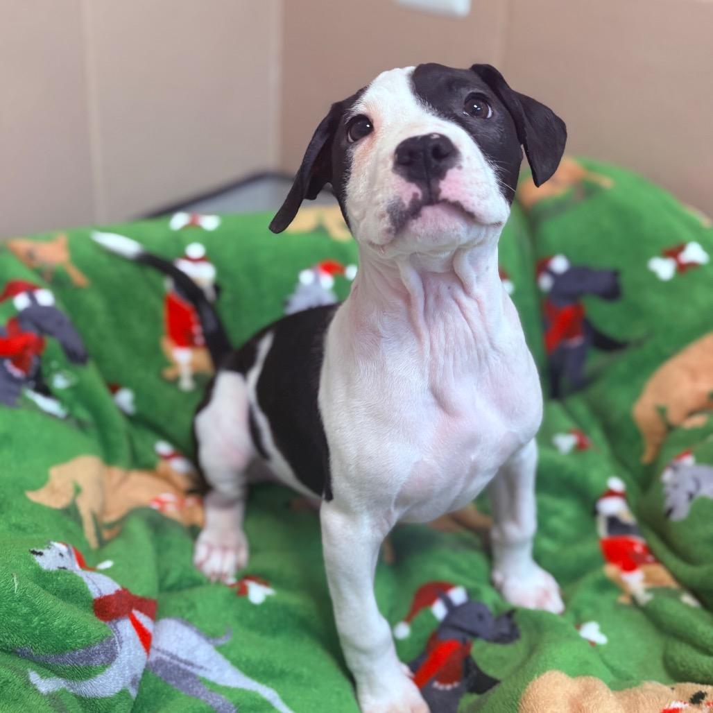 Snoopy, adoptable, Puppy Male Mixed Breed.