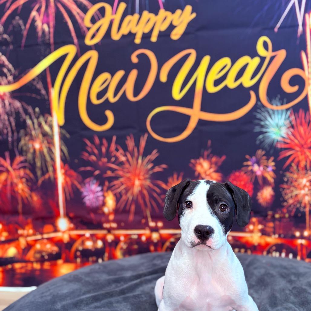 Enlarge Snoopy, an adopted Mixed Breed in Fenton, MI image 2/4