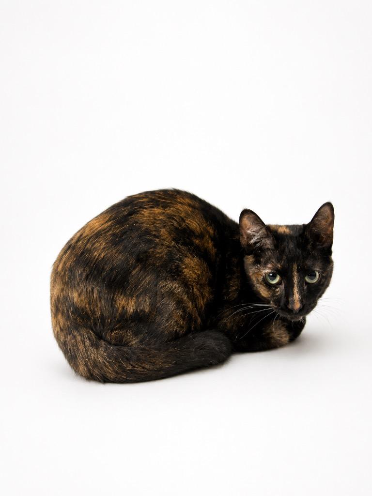 Noni, Adoptable, Kitten Female Domestic Medium Hair.