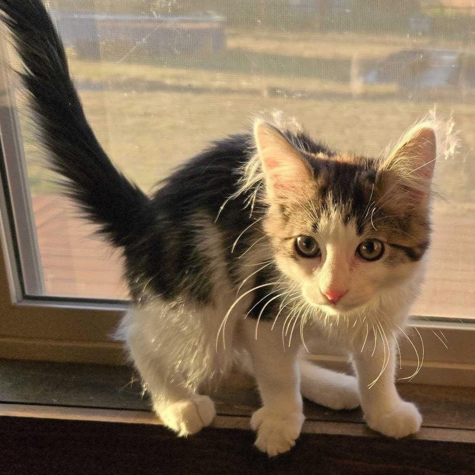 Juniper, Adoptable, Kitten Male Domestic Short Hair.