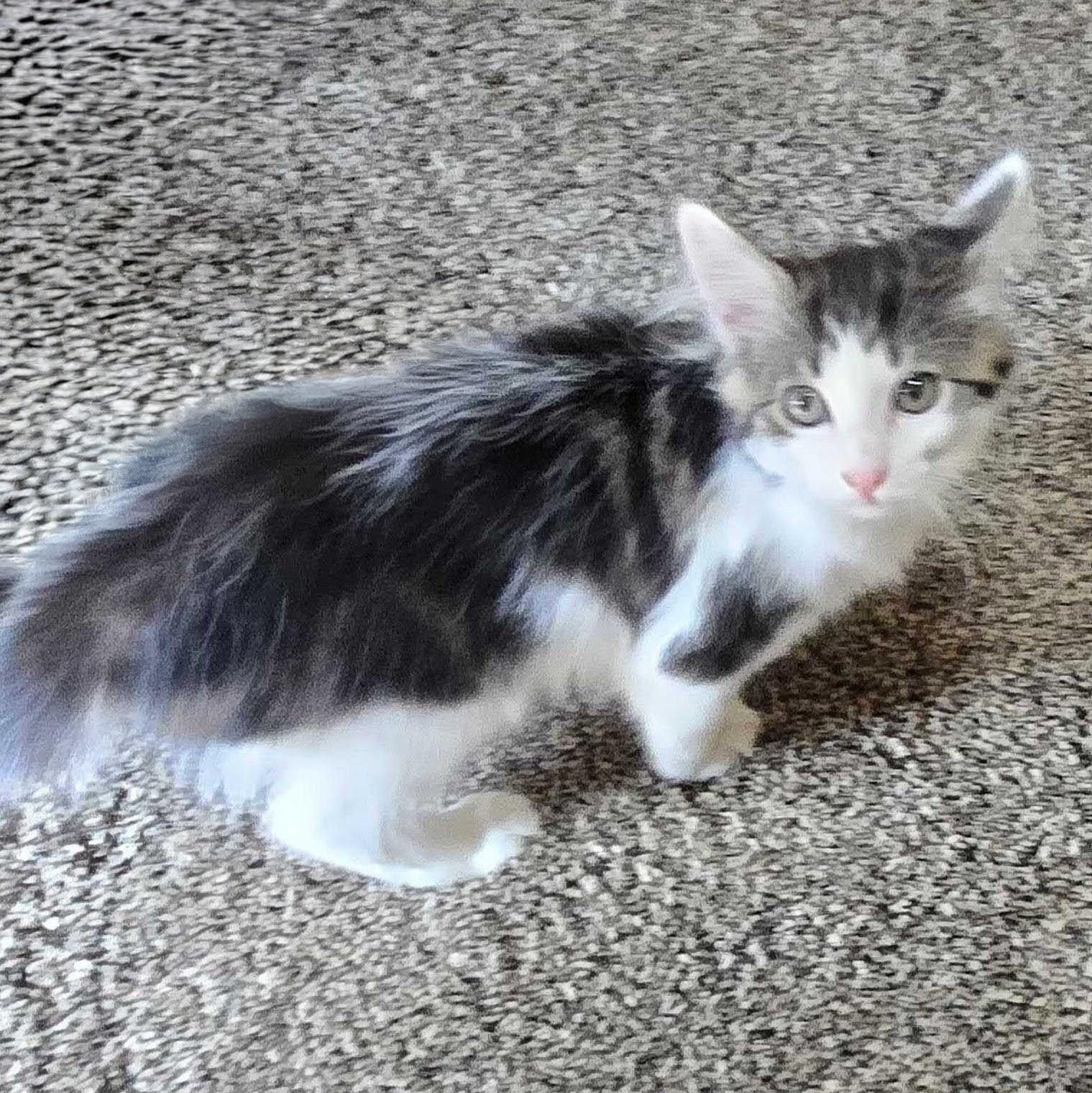 Enlarge Juniper, a Adoptable Domestic Short Hair in Wilsonville, OR image 2/5