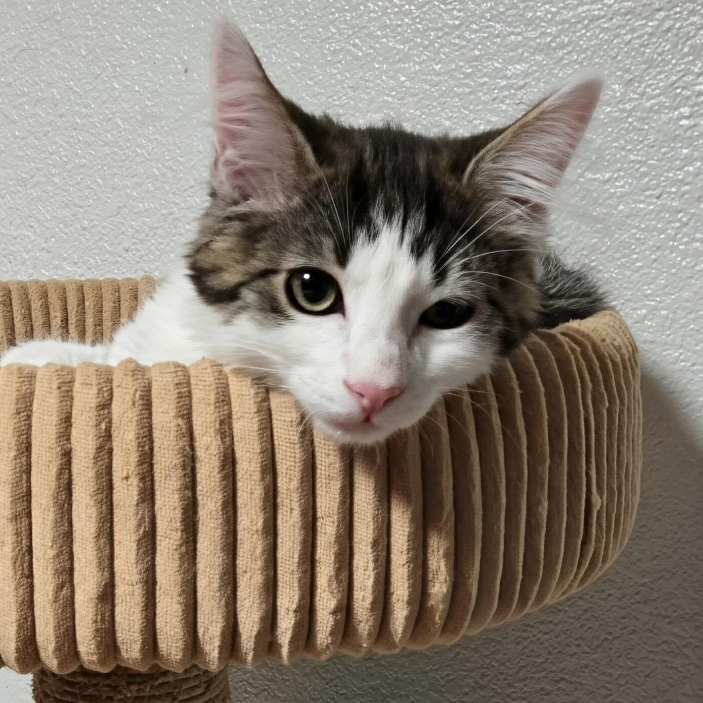 Enlarge Juniper, a Adoptable Domestic Short Hair in Wilsonville, OR image 3/5