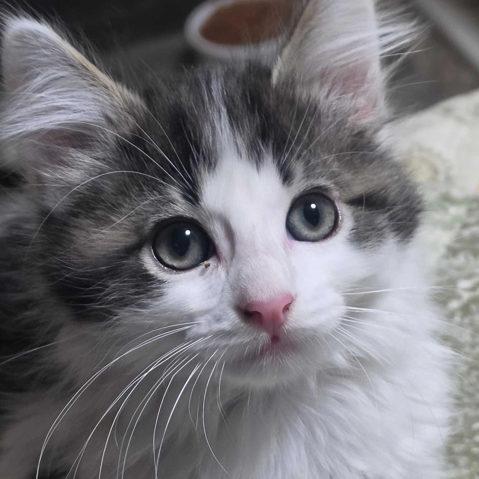 Enlarge Juniper, a Adoptable Domestic Short Hair in Wilsonville, OR image 4/5