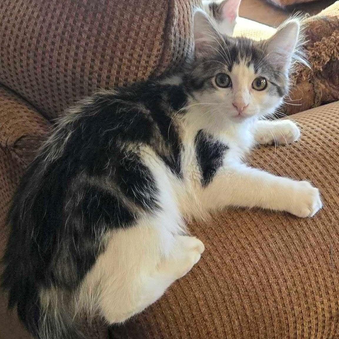Enlarge Juniper, a Adoptable Domestic Short Hair in Wilsonville, OR image 5/5