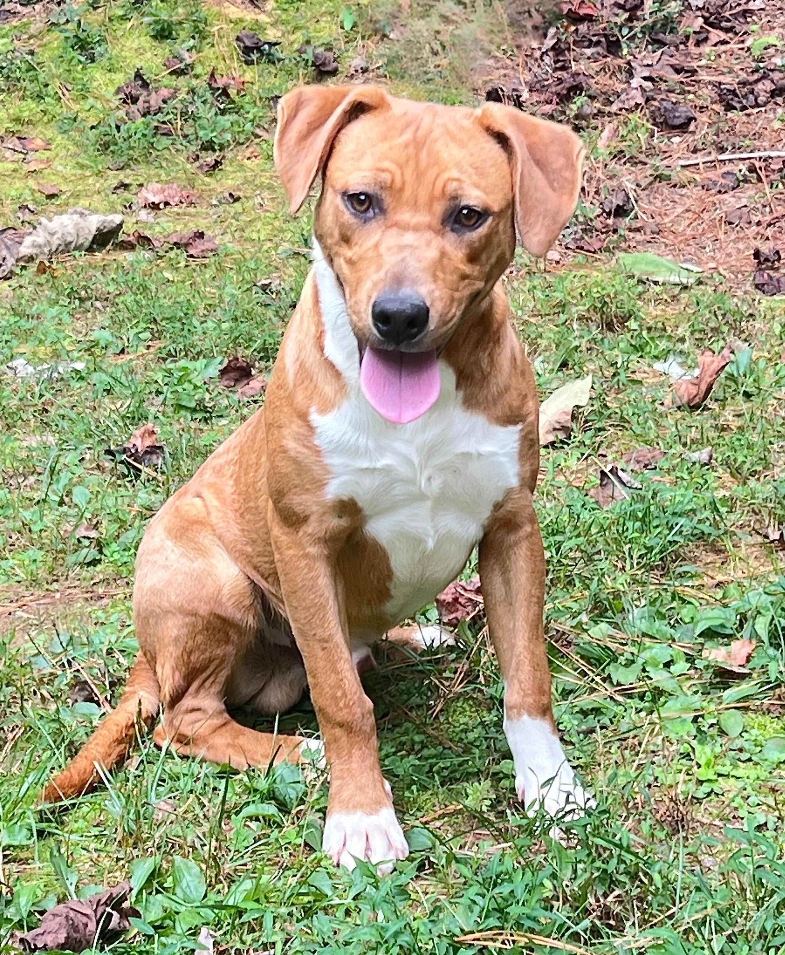Copper, Adoptable, Adult Male Hound.