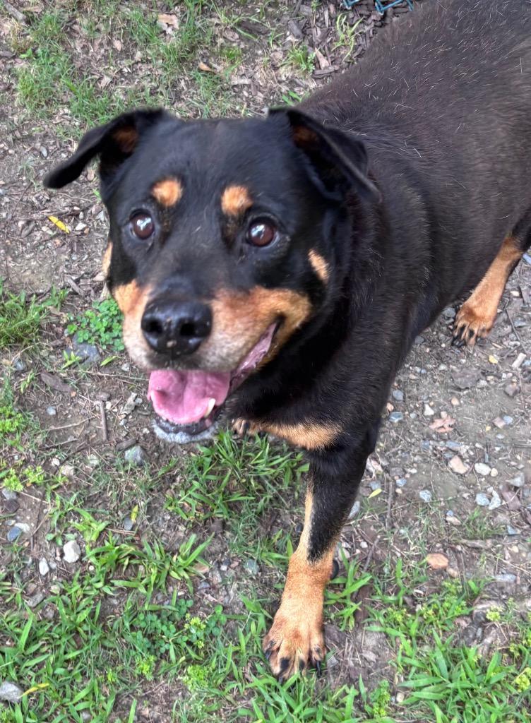 Maleficent, Adoptable, Senior Female Rottweiler.