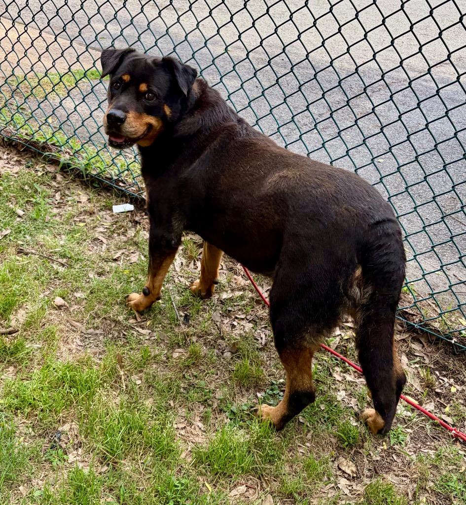 Maleficent, a Adoptable mixed breed in Little Rock, AR image 2/3