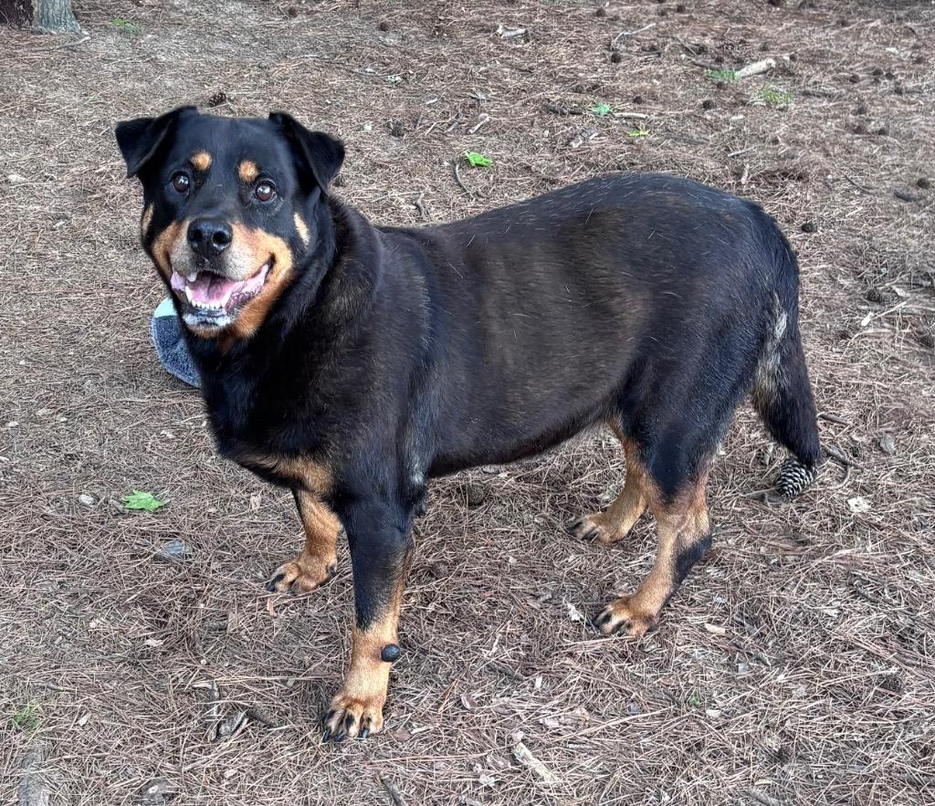 Maleficent, a Adoptable mixed breed in Little Rock, AR image 3/3