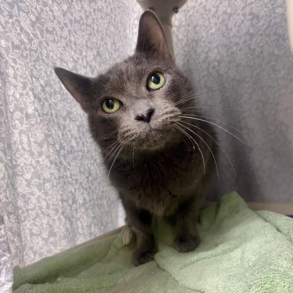 Whisper, Adoptable, Adult Female Domestic Short Hair.