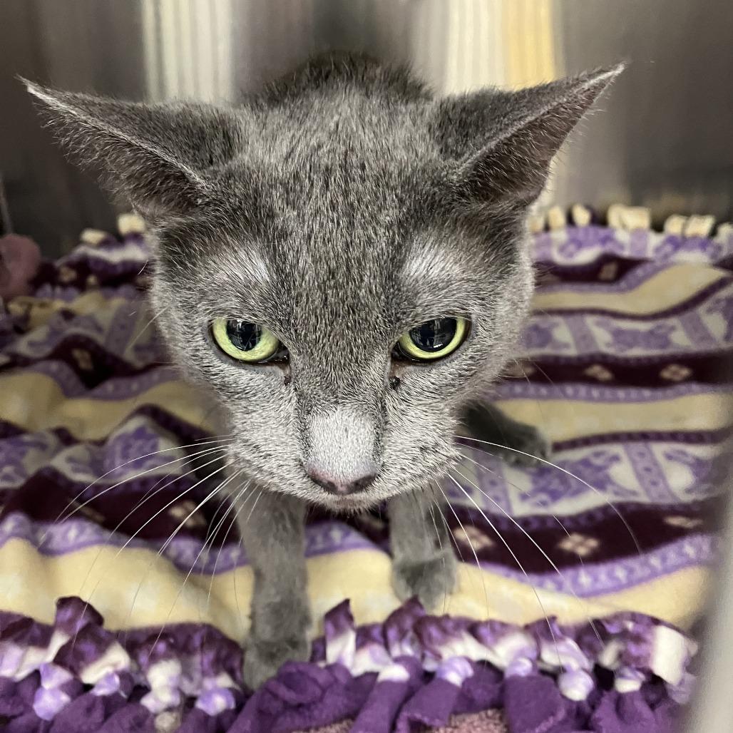 Enlarge Whisper, a Adoptable Domestic Short Hair in Grand Rapids, MI image 1/1