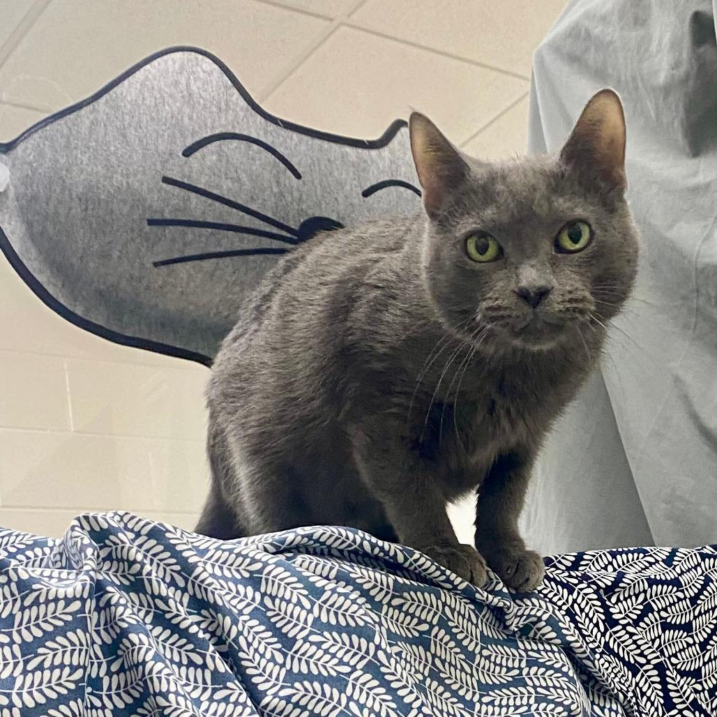 Enlarge Whisper, a Adoptable Domestic Short Hair in Grand Rapids, MI image 2/5