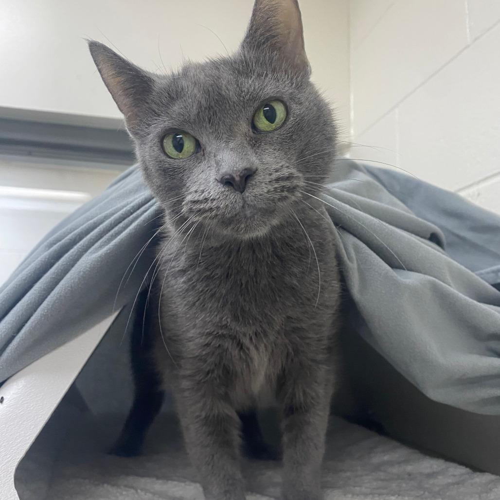 Enlarge Whisper, a Adoptable Domestic Short Hair in Grand Rapids, MI image 3/5