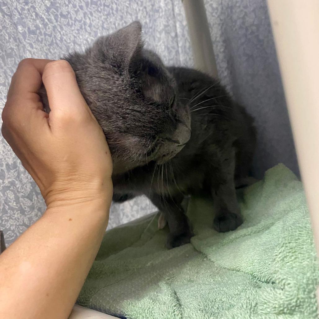 Enlarge Whisper, a Adoptable Domestic Short Hair in Grand Rapids, MI image 4/5