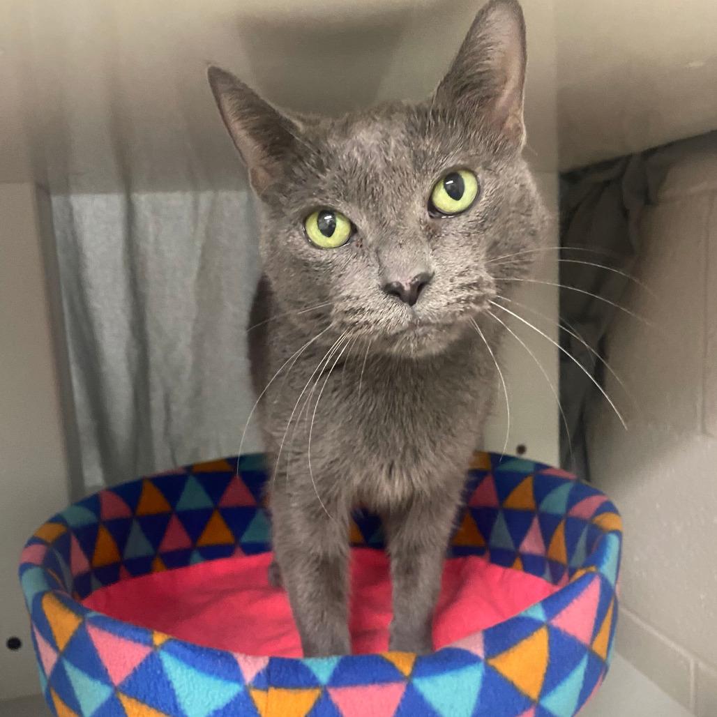 Enlarge Whisper, a Adoptable Domestic Short Hair in Grand Rapids, MI image 5/5