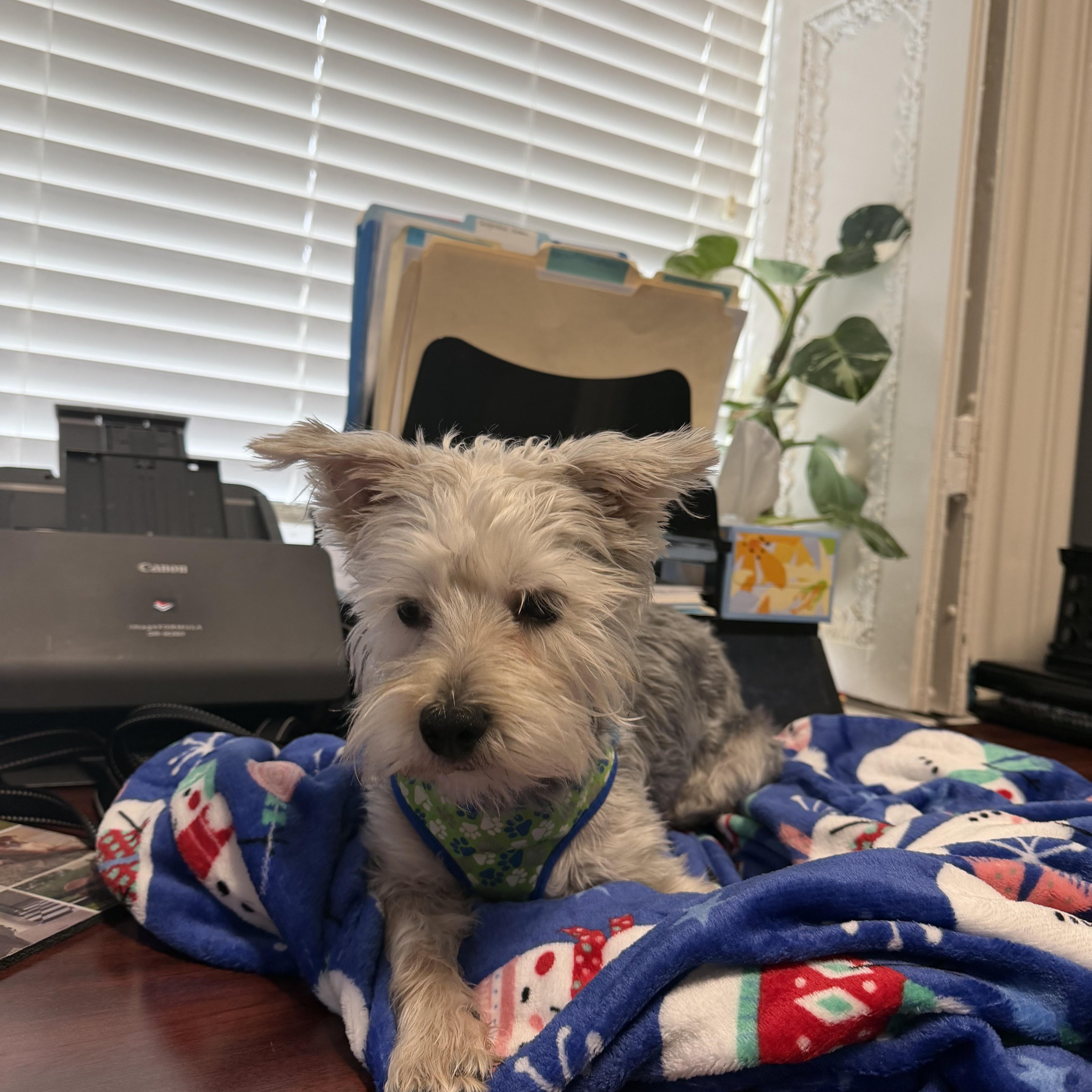 MILO, adopted, Young Male Morkie.