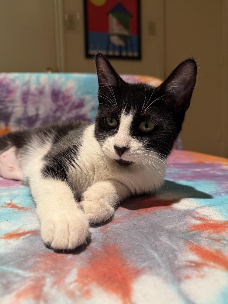 Camden — thumbnail 4