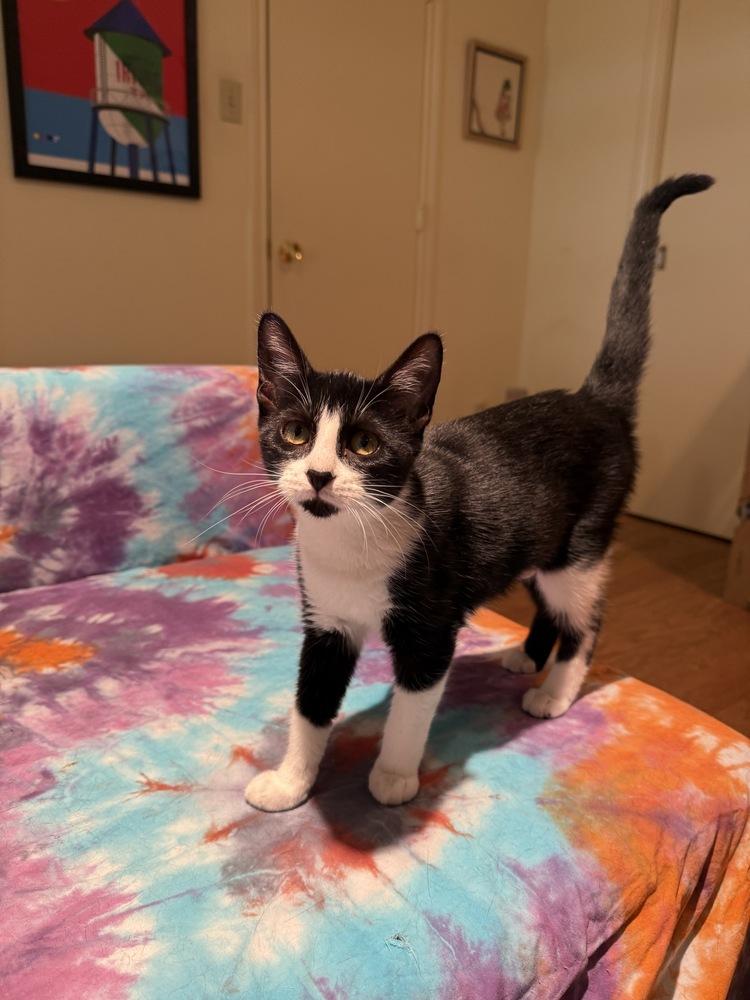 Camden — thumbnail 5