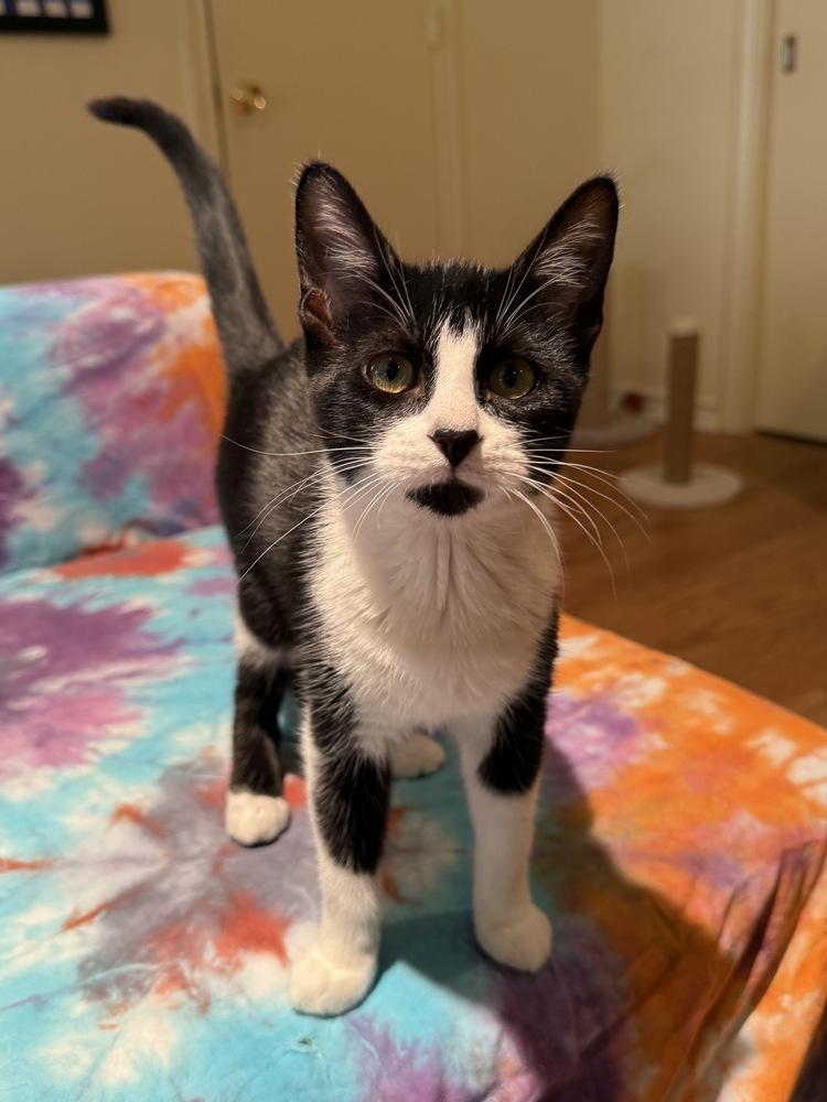 Camden — thumbnail 6