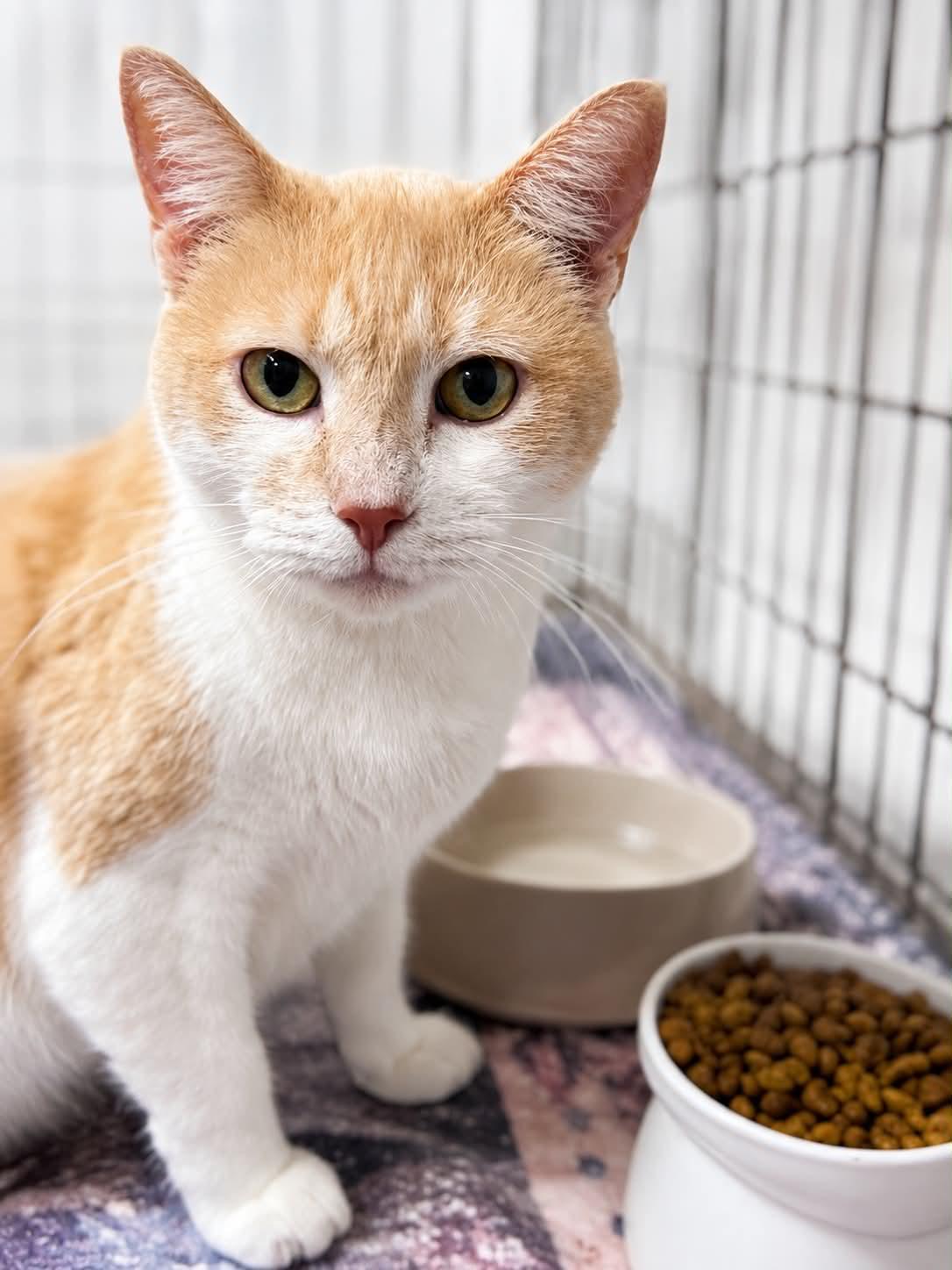 Enlarge Crybaby, a Adoptable Domestic Short Hair in Rixeyville, VA image 1/1