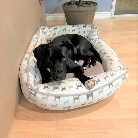 *** Loreto, a Adoptable Labrador Retriever in Bulverde, TX image 1/5