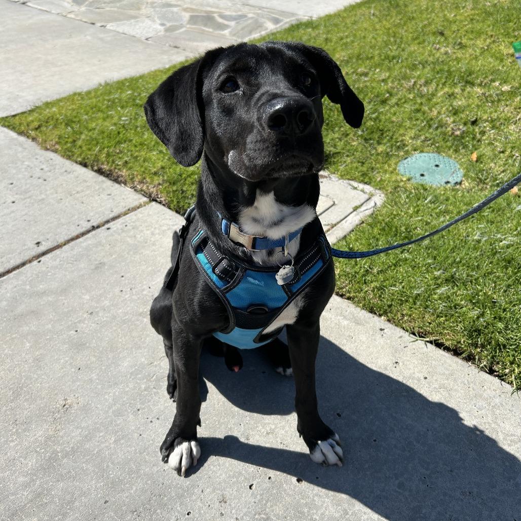 *** Loreto, a Adoptable Labrador Retriever in Bulverde, TX image 2/5