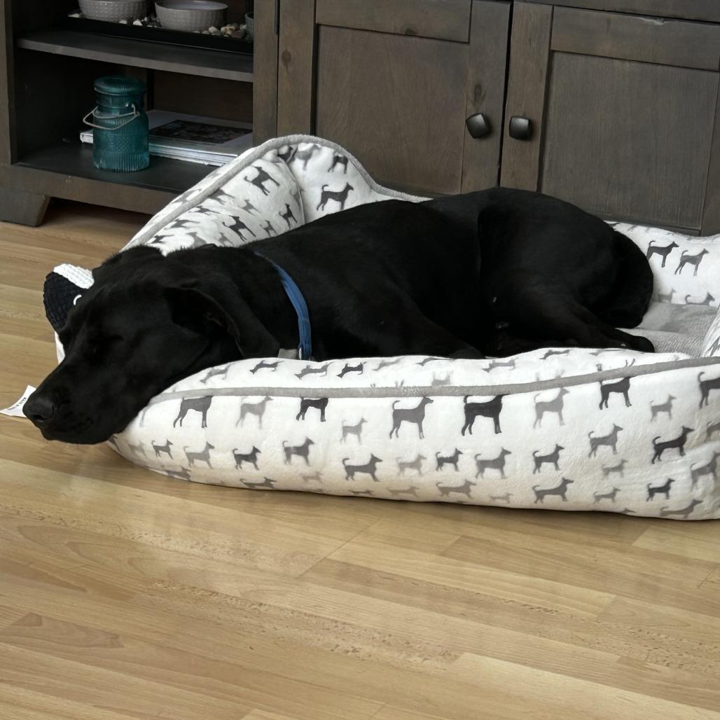 *** Loreto, a Adoptable Labrador Retriever in Bulverde, TX image 3/5