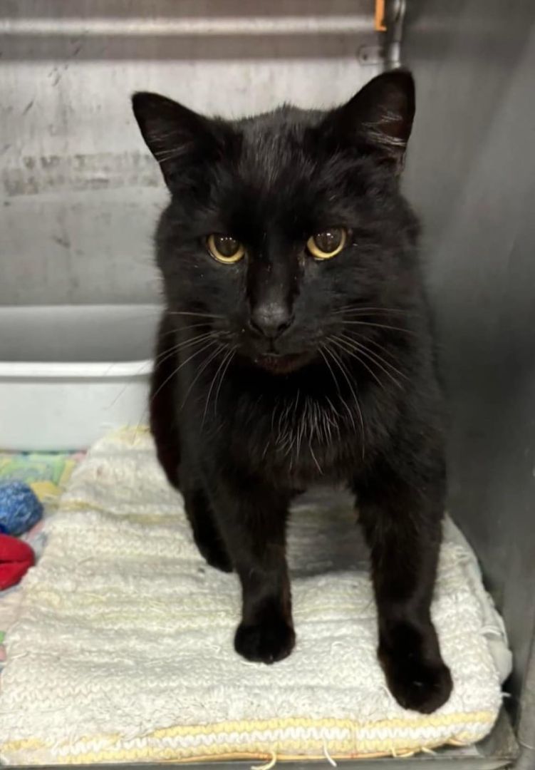 Enlarge Blackberry, a Adopted Domestic Medium Hair in Fort Madison, IA image 1/3