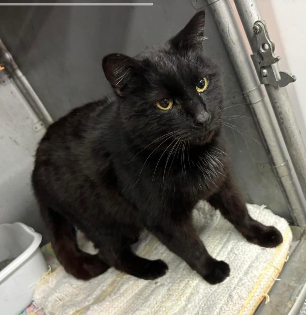 Enlarge Blackberry, a Adopted Domestic Medium Hair in Fort Madison, IA image 2/3