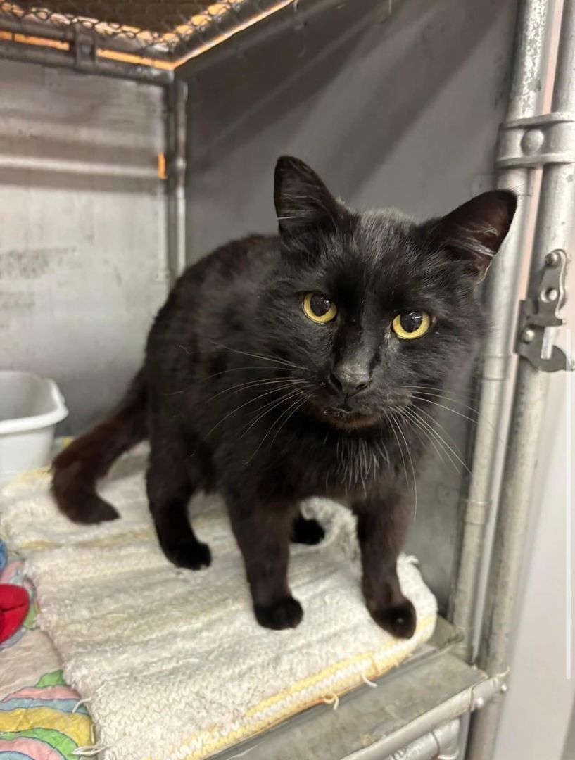 Enlarge Blackberry, a Adopted Domestic Medium Hair in Fort Madison, IA image 3/3