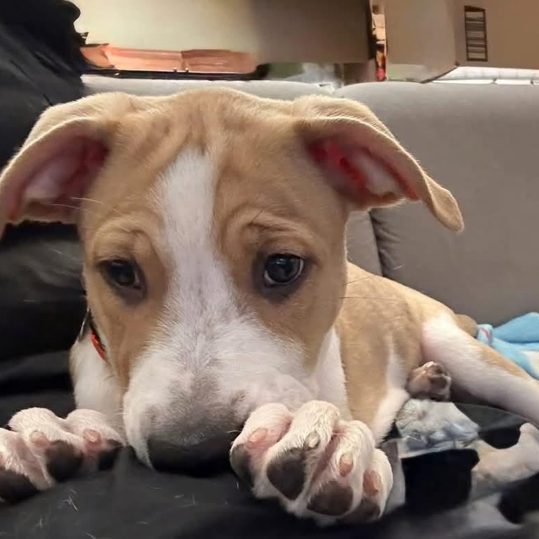 Enlarge Charlie, a ADOPTABLE Mixed Breed in East Peoria, IL image 4/5