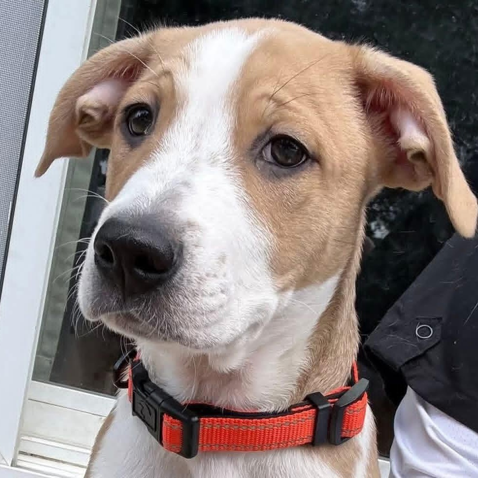Enlarge Charlie, a ADOPTABLE Mixed Breed in East Peoria, IL image 2/5