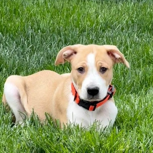 Charlie, ADOPTABLE, Puppy Male Mixed Breed.