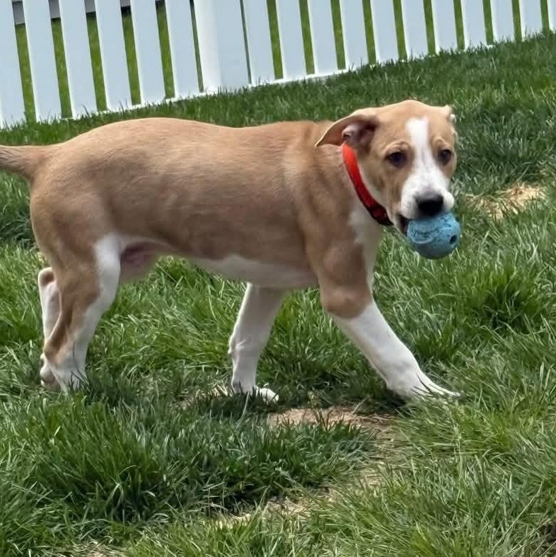 Enlarge Charlie, a ADOPTABLE Mixed Breed in East Peoria, IL image 3/5
