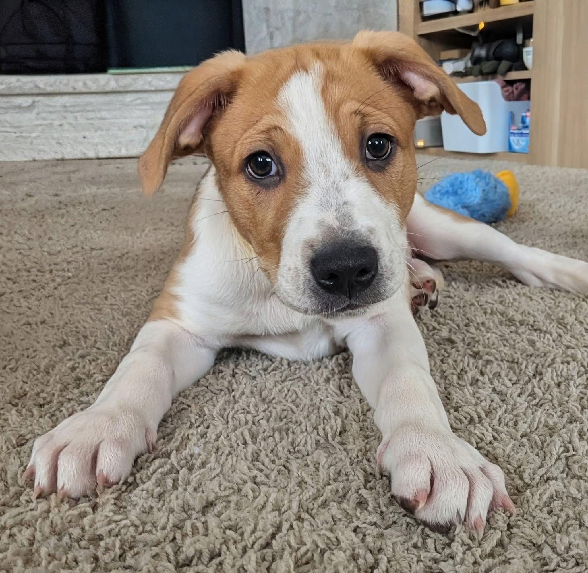Enlarge Charlie, a ADOPTABLE Mixed Breed in East Peoria, IL image 5/5