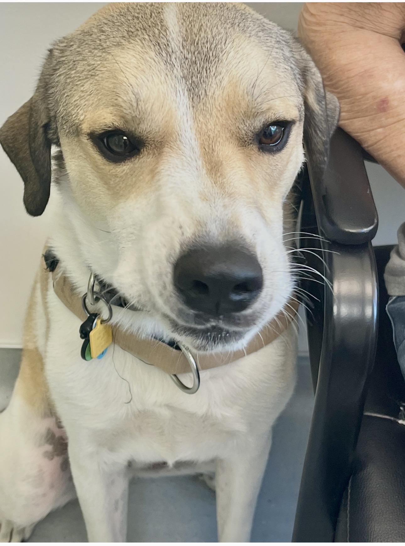 Jody, Adoptable, Young Male Great Pyrenees.