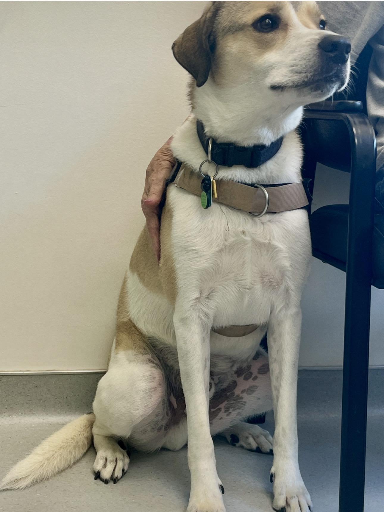Enlarge Jody, a Adoptable mixed breed in Maiden, NC image 2/3