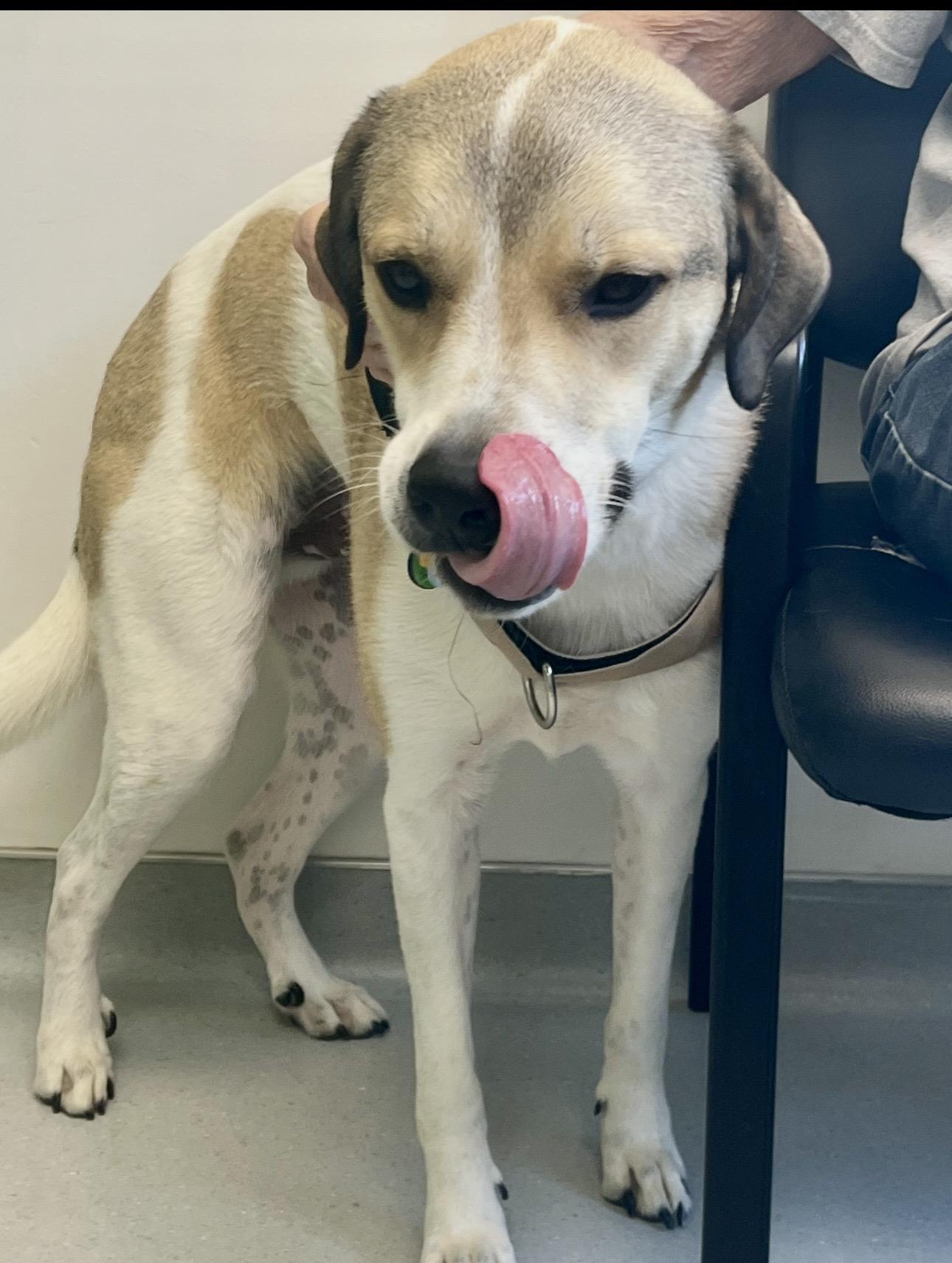 Enlarge Jody, a Adoptable mixed breed in Maiden, NC image 3/3