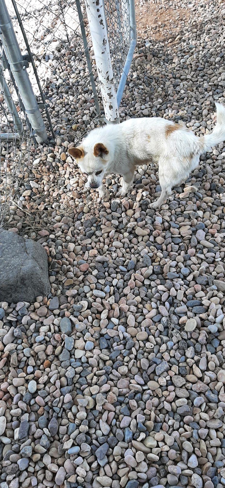 Enlarge Leo, a Adopted mixed breed in Parowan, UT image 3/5