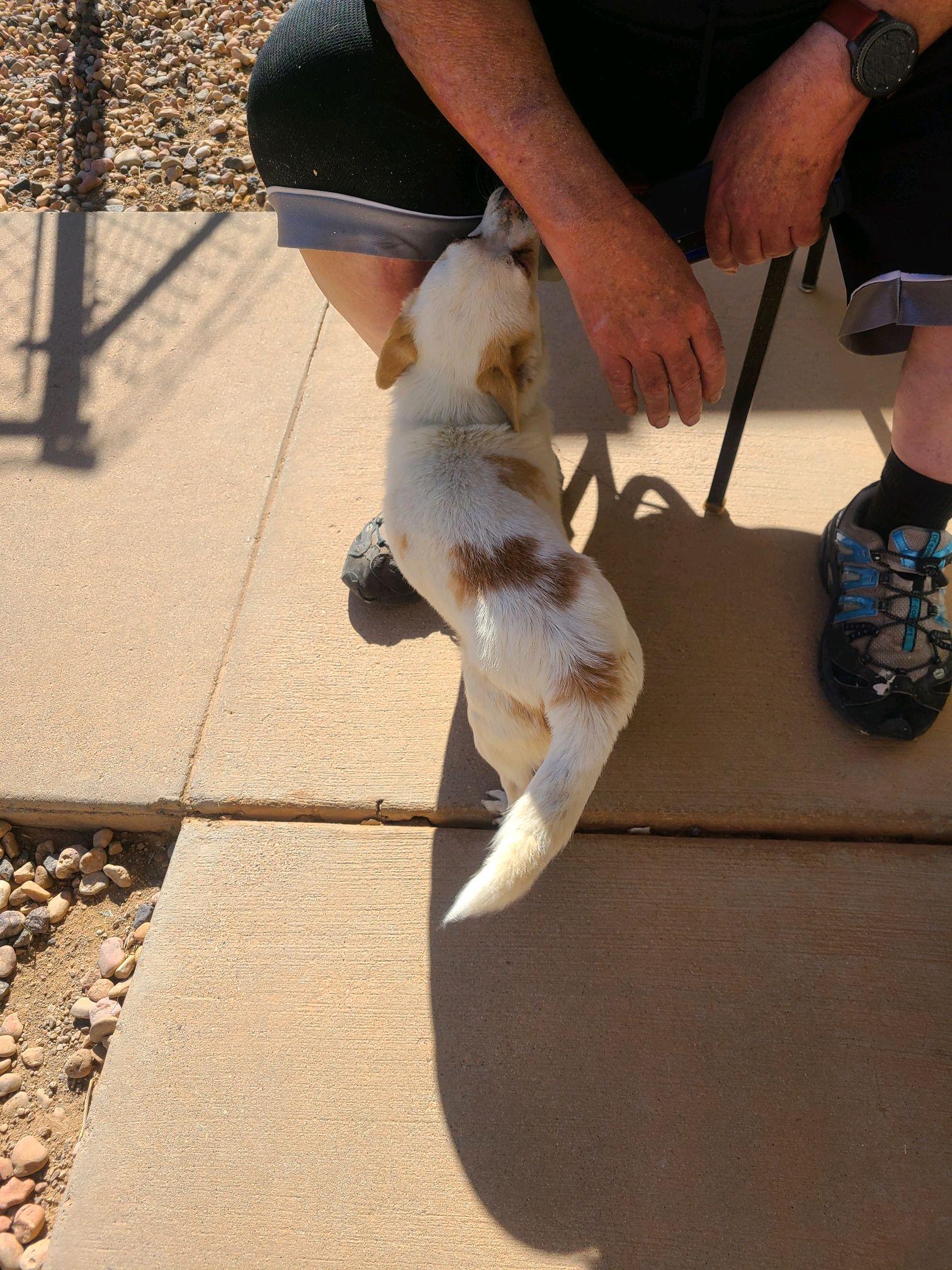 Enlarge Leo, a Adopted mixed breed in Parowan, UT image 5/5