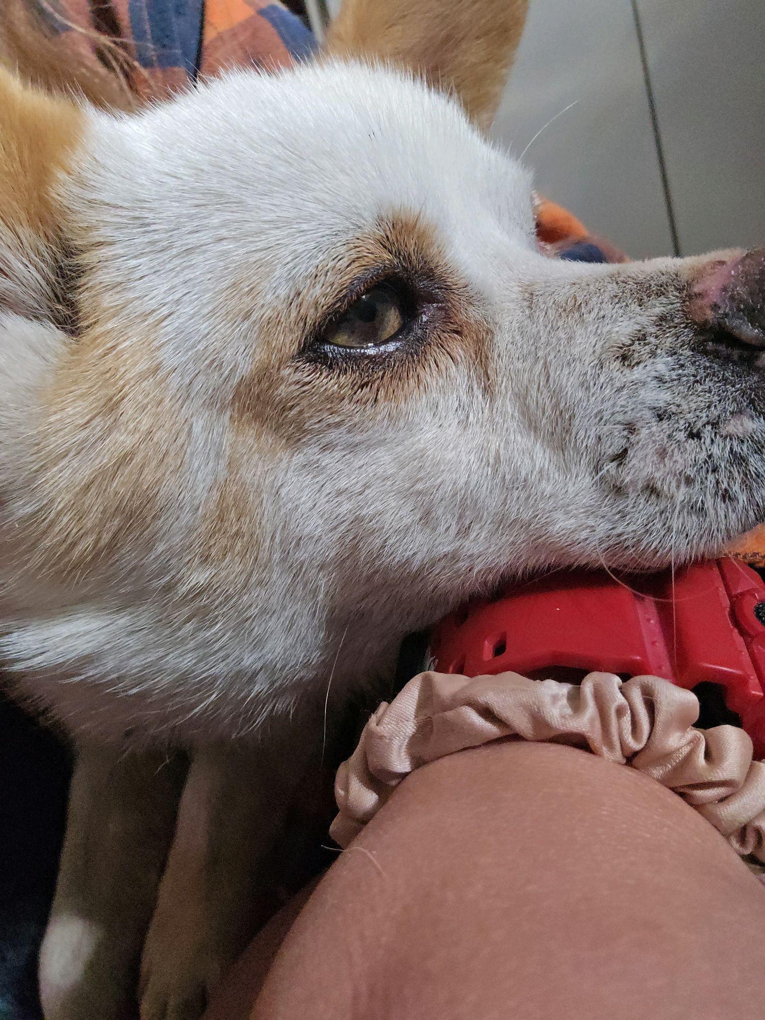 Enlarge Leo, a Adopted mixed breed in Parowan, UT image 4/5