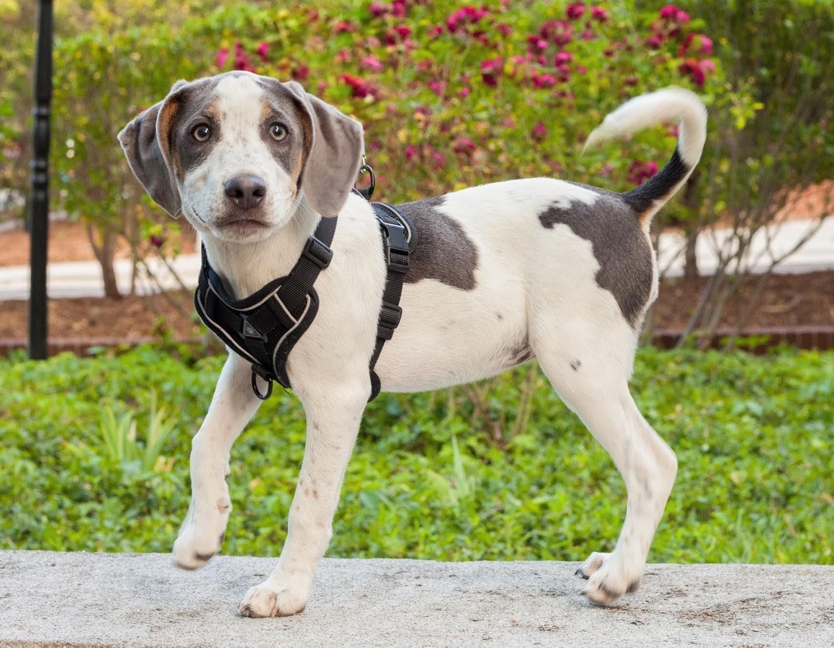 Enlarge BELLA, a Adoptable mixed breed in Barium Springs, NC image 2/6