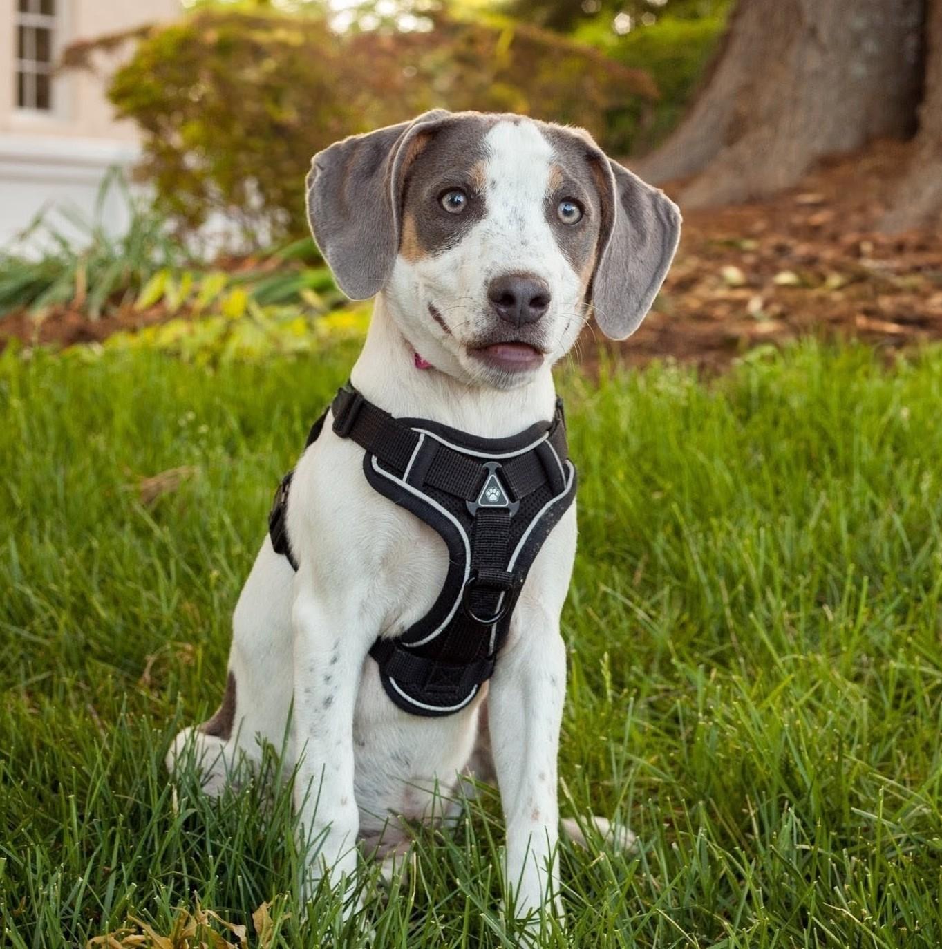 BELLA, Adoptable, Puppy Female Spaniel.