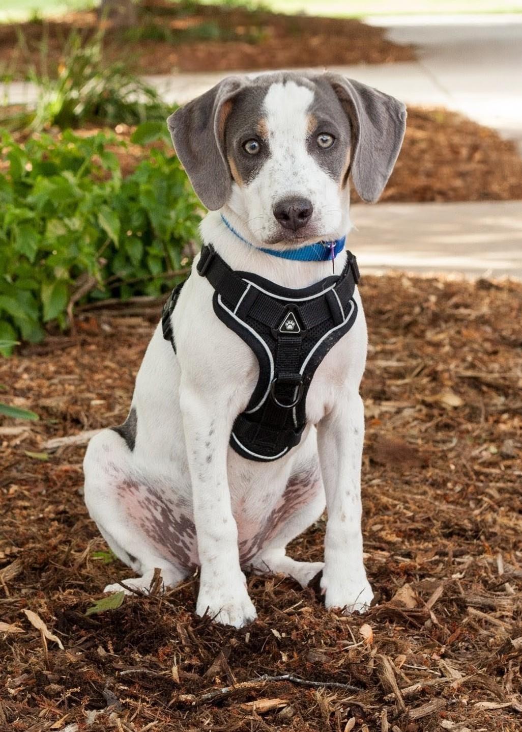 Enlarge BELLA, a Adoptable mixed breed in Barium Springs, NC image 3/6