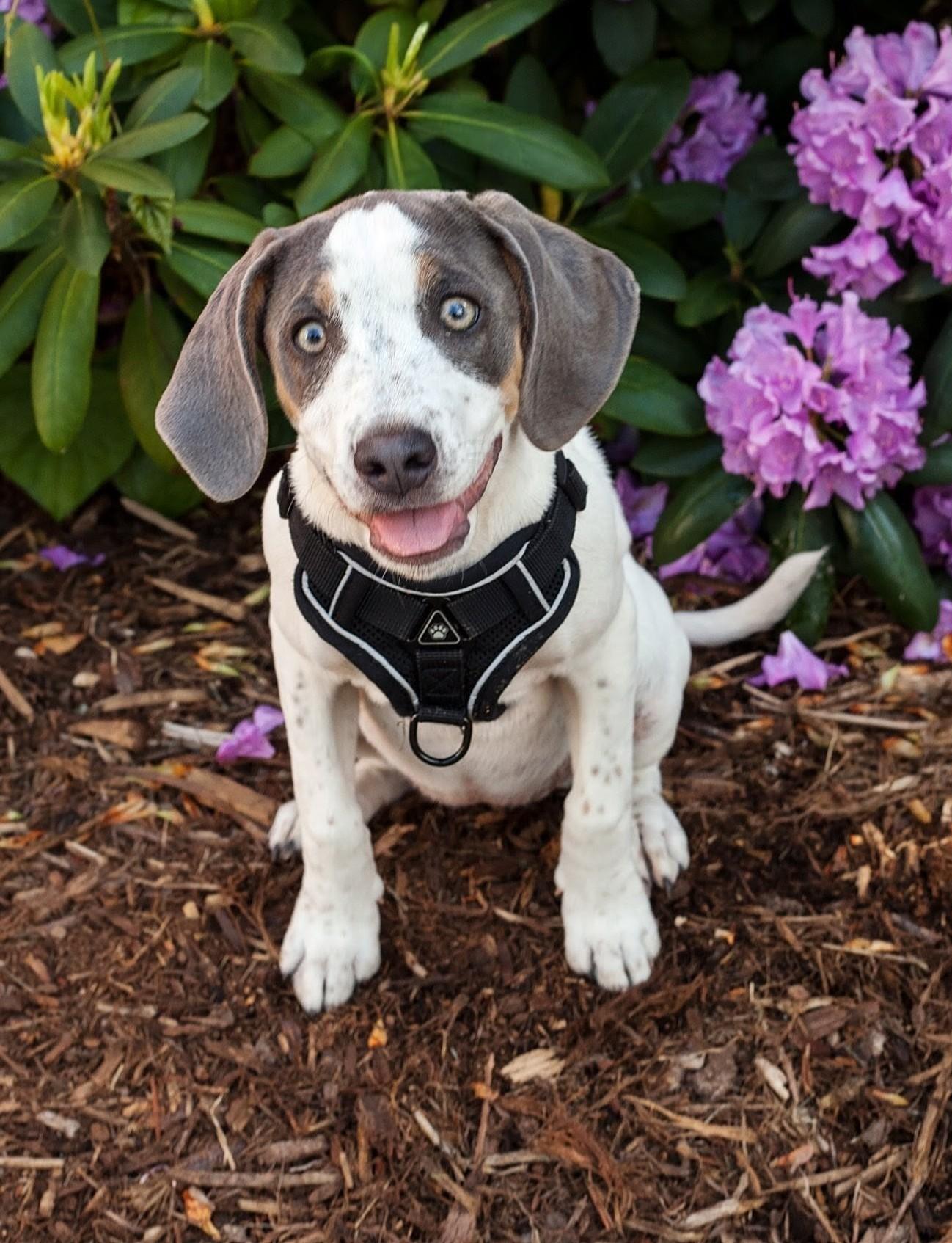 Enlarge BELLA, a Adoptable mixed breed in Barium Springs, NC image 4/6