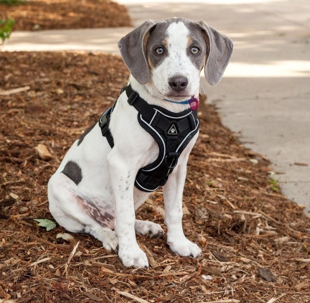 Enlarge BELLA, a Adoptable mixed breed in Barium Springs, NC image 5/6