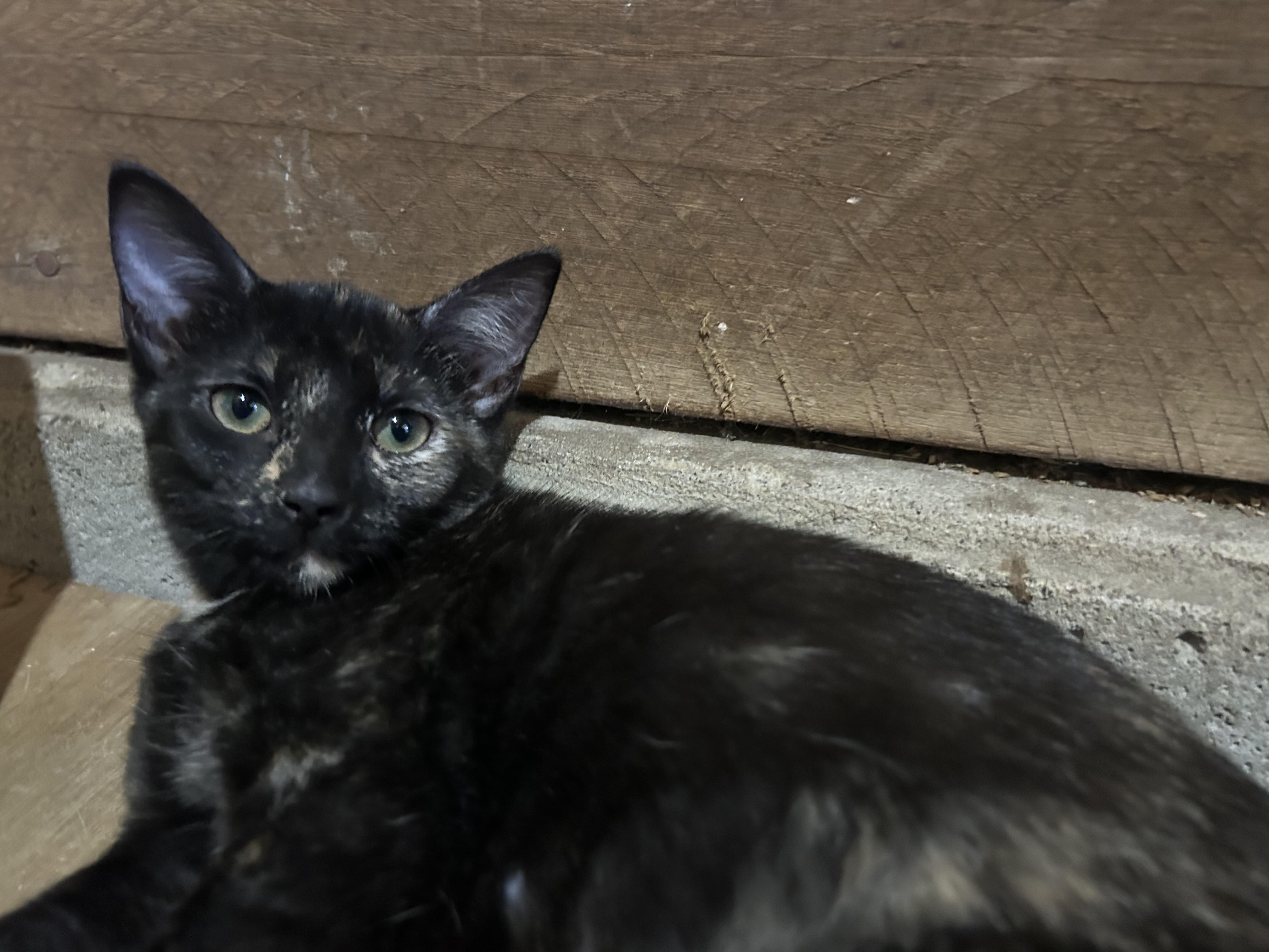 Jovi (Lisa-fostered in New England), Adoptable, Kitten Female Tortoiseshell & Domestic Short Hair.