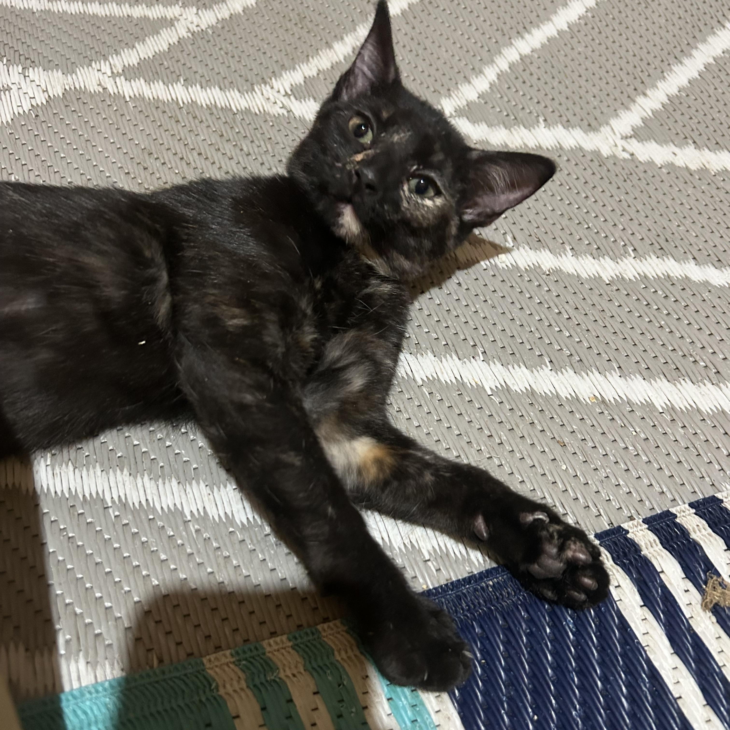 Enlarge Jovi (Lisa-fostered in New England), a Adoptable mixed breed in Brooklyn, CT image 6/6